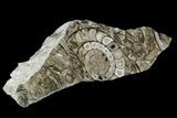 Polished Fossil Goniatite Cluster - Germany #125439-2